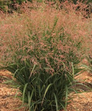 Dream Catcher® Smoky Rose® Switchgrass (Panicum virgatum ‘Dream Catcher Smoky Rose’) - QT
