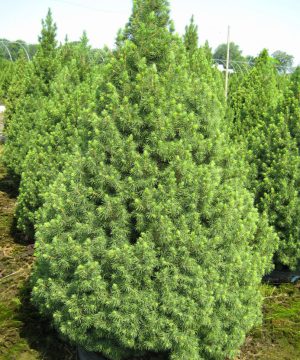 Dwarf Alberta Spruce (Picea glauca 'Conica') - 1 gallon 12"