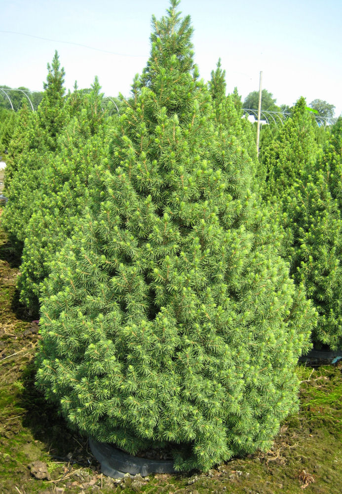 Dwarf Alberta Spruce (Picea glauca 'Conica') - 1 gallon 12"