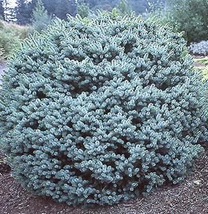 Dwarf Sitka Spruce (Picea sitchensis 'Papoose') - 1 gallon