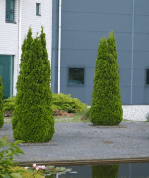 Emerald Green Arborvitae (Thuja occidentalis 'Smaragd') - QUART