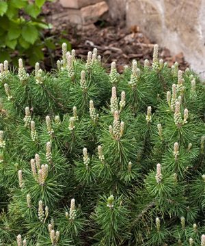 Enci Mugo Pine (Pinus mugo 'Enci') - 1 gallon 12"