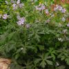 Espresso Cranesbill (Geranium M 'Espresso') - 1 gallon