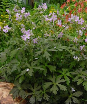 Espresso Cranesbill (Geranium M 'Espresso') - 1 gallon