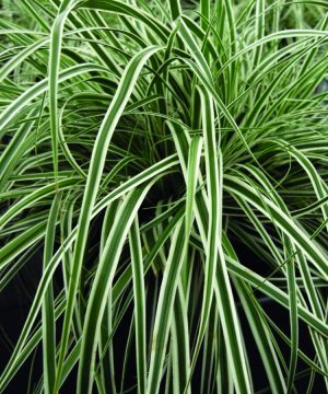 EverColor® Everest™ Sedge (Carex oshimensis 'Everest') - QT