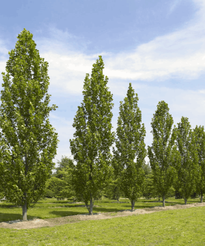 Fastigate Tuliptree (Liriodendron tulipifera 'Fastigatum') - 3 gallon TREE
