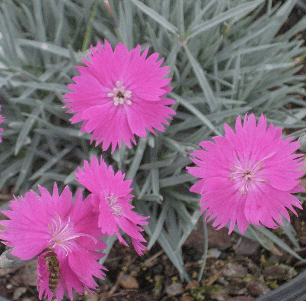 FireWitch Pinks (Dianthus gratianopolitanus 'Firewitch') - QT