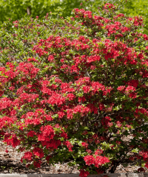First Editions® Electric Lights™ Red Azalea (Rhododendron ‘UMNAZ 502’) - 3 gallon 15"