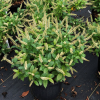 Fizzy Mizzy® Sweetspire (Itea fizzy 'Mizzy') - QT