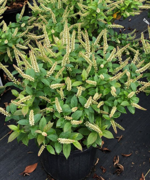 Fizzy Mizzy® Sweetspire (Itea fizzy 'Mizzy') - QT