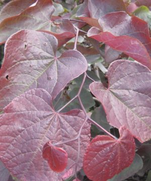 Forest Pansy Redbud (Cercis canadensis 'Forest Pansy') - 3 gallon 36"