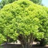 Fox Valley Dwarf River Birch (Betula nigra 'Little King') - 3 gallon 18"