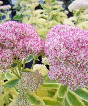 Frosted Fire Autumn Stonecrop (Sedum frosted 'Fire') - QT