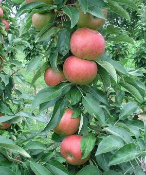 Fruit Snacks™ Blushing Delight™ Apple (Malus Fruit Snacks Blushing Delight Malus 'A68-173') - 2 gallon