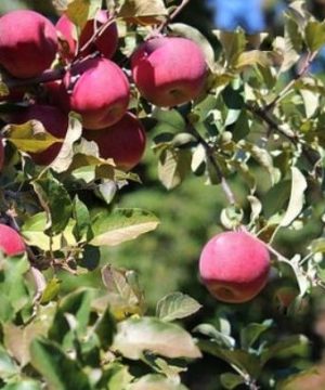 ‘Fuji’ Apple (Malus 'Fruit Fuji') - 3 gallon 36" TREE