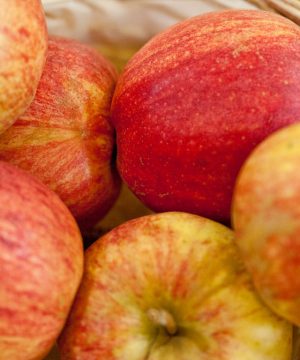 Gala Apple (Malus 'Fruit Gala') - 2 gallon 36"