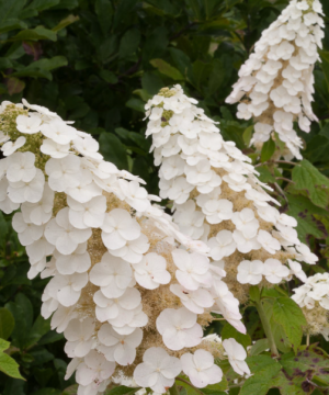 Gatsby Gal® Oakleaf Hydrangea (Hydrangea quercifolia 'Gatsby Gal') - QT