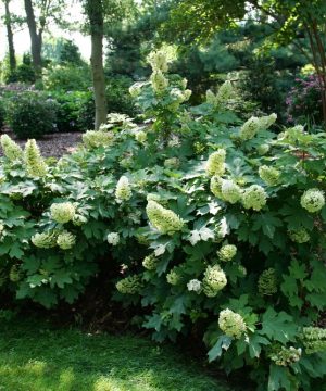 Gatsby Glow Ball® Oakleaf Hydrangea (Hydrangea quercifolia 'NCHQ1') - 3 gallon