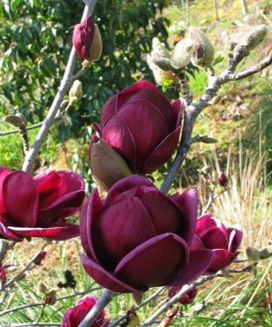 Genie Magnolia (Magnolia x 'Genie') - 1 gallon 6'' TREE
