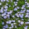 Georgia Blue Creeping Speedwell (Veronica umbrosa 'Georgia Blue') - QT