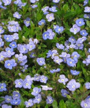 Georgia Blue Creeping Speedwell (Veronica umbrosa 'Georgia Blue') - QT