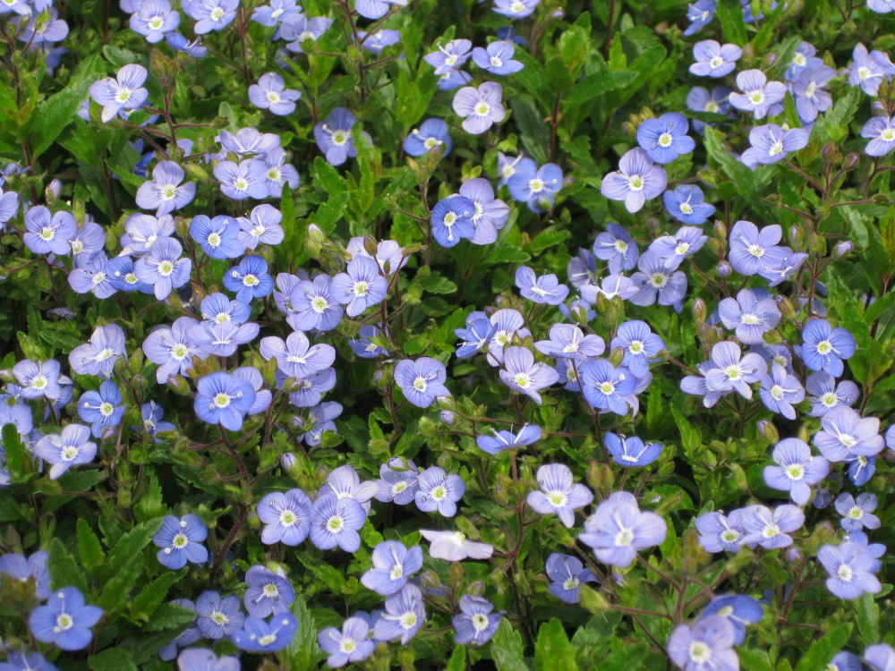 Georgia Blue Creeping Speedwell (Veronica umbrosa 'Georgia Blue') - QT