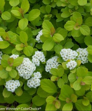 Glow Girl® Birchleaf Spirea (Spiraea BET 'Glow Girl') - 1 gallon