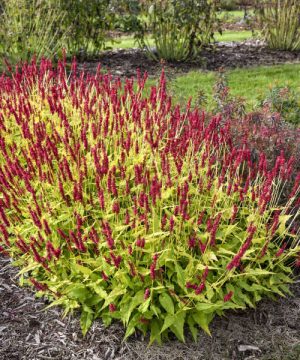 Glowing Reviews Mountain Fleece (Persicaria amplexicaulis 'Glowing Reviews) - 1 gallon