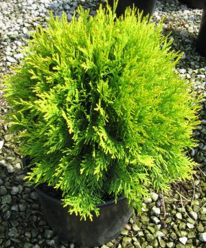 Golden Globe Arborvitae (Thuja occidentalis 'Globosa Aurea') - 3 gallon 12"