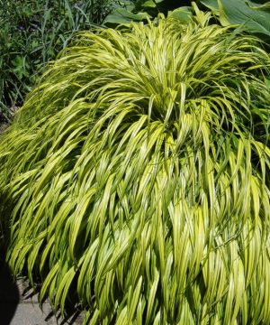 Golden Variegated Japanese Forest Grass (Hakonechloa macra 'Aureola') - QT