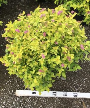 Goldmound Spirea (Spiraea japonica 'Goldmound') - 1 gallon