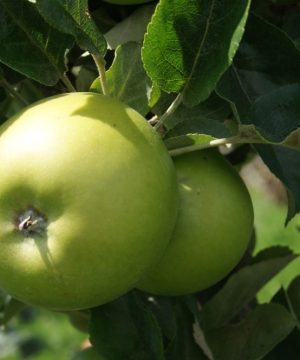 Granny Smith Apple (Malus 'Fruit Granny Smith') - 5 gallon 60"
