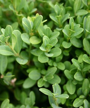 Green Gem Boxwood (Buxus microphylla 'Green Gem') - QT