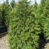 Green Giant Arborvitae (Thuja plicata 'Green Giant') - 3 gallon 36"