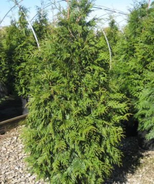 Green Giant Arborvitae (Thuja plicata 'Green Giant') - 3 gallon 36"
