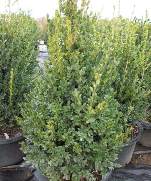 Green Mountain Boxwood (Buxus microphylla 'Green Mountain') - QT