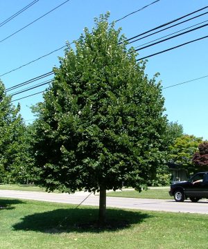 Greenspire™ Littleleaf Linden (Tilia cordata 'Greenspire') - 3 gallon 4'-5' WHIP