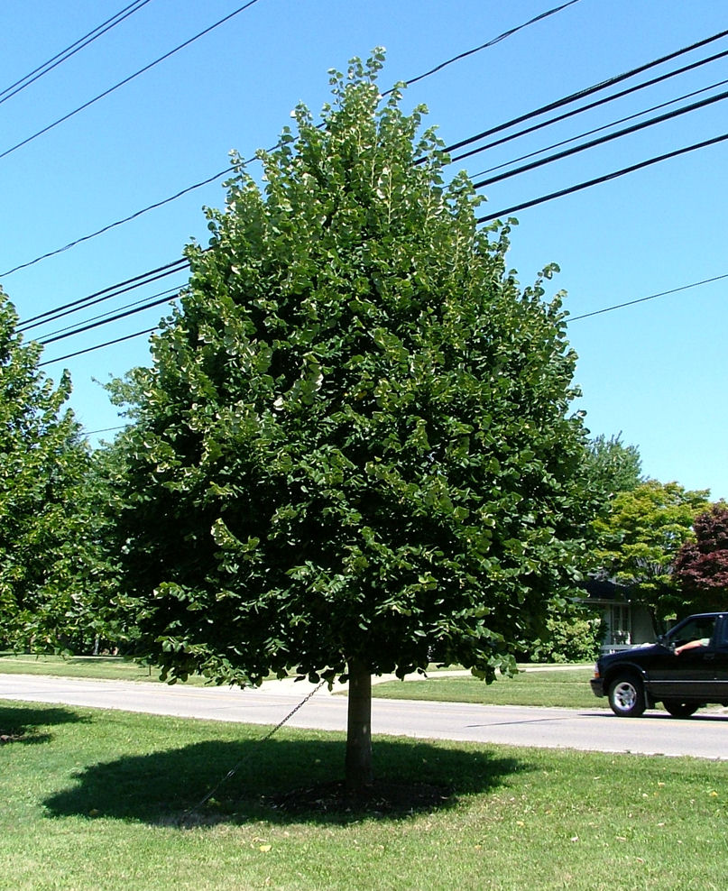 Greenspire™ Littleleaf Linden (Tilia cordata 'Greenspire') - 3 gallon 4'-5' WHIP