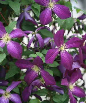 Happy Jack® Purple Clematis (Clematis x Happy Jack® Purple) - QT