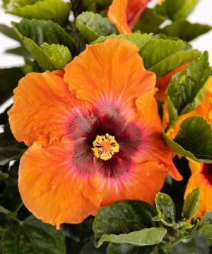 Hollywood Hibiscus™Disco Diva™ (Hibiscus Rosa-sinensis Disco Diva™) - 2 gallon