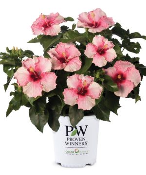 Hollywood Hibiscus™ Bloom Bash™ (Hibiscus rosa-sinensis Bloom Bash™ (AH-64)) - 2 gallon