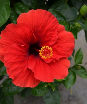 Hollywood Hibiscus™ Hot Shot™ (Hibiscus rosa-sinensis Hot Shot™) - 2 gallon