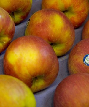Honeycrisp Apple (Malus 'Fruit Honeycrisp') - 5 gallon 60"