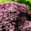 Inaba Shidare Laceleaf Japanese Maple (Acer palmatum var. dissectum 'Inaba Shidare') - 3 gallon 15"