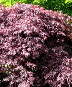 Inaba Shidare Laceleaf Japanese Maple (Acer palmatum var. dissectum 'Inaba Shidare') - 3 gallon 15"