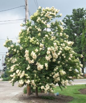 Ivory Silk Japanese Tree Lilac (Syringa reticulata 'Ivory Silk') - 3 gallon 48"