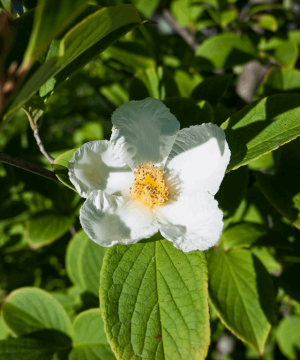 Japanese Stewartia (Stewartia pseudocamellia) - 3 gallon TREE