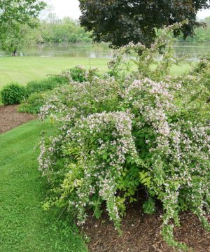 Jolene Jolene® Beautybush (Kolkwitzia 'Jolene Jolene') - QT