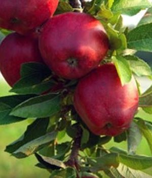Jonathan Apple (Malus 'Fruit Jonathan') - 3 gallon 36" TREE