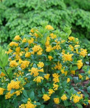 Juiced® Orange Jessamine (Cestrum corymbosum Juiced® Orange) - QT